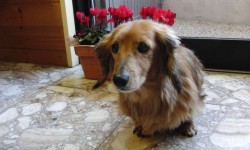 ダイエットしました。