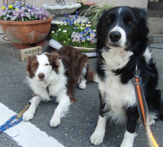 ボーダーコリー