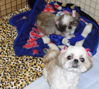 ちびちゃん　　こまめちゃん