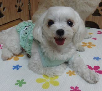 ひめちゃん・ももちゃん