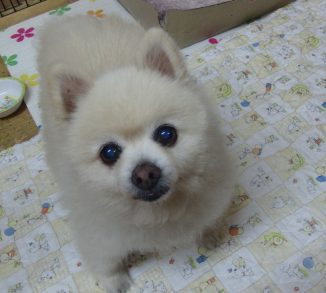 ポメちゃん