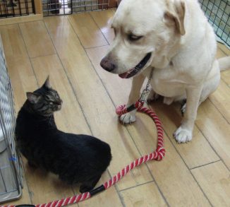 メイちゃん　ルー君