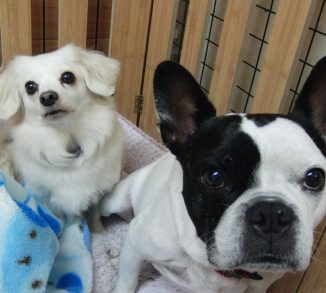 小豆ちゃん・ひなちゃん