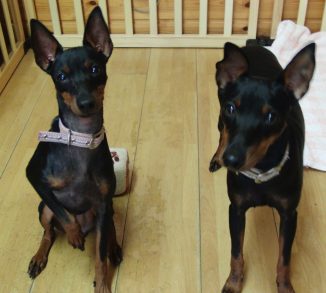 レイアちゃん　ラン丸君