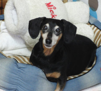 ドゥドゥちゃん