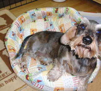 シェリーちゃんです。