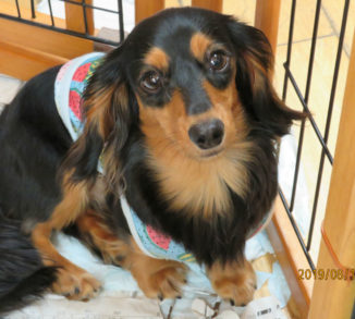 クーリーちゃん