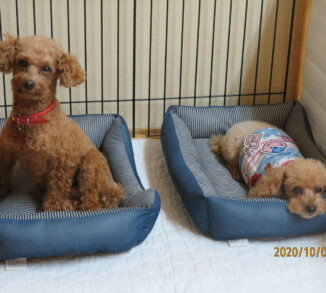 小次郎ちゃんとピーちゃん